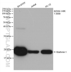 Stathmin 1 Rabbit Recombinant Antibody, Proteintech:Antibodies:Primary