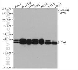 TIA1 Rabbit Recombinant Antibody, Proteintech:Antibodies:Primary Antibodies