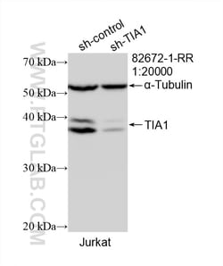 TIA1 Rabbit Recombinant Antibody, Proteintech
