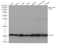 Tim23 Rabbit Recombinant Antibody, Proteintech Unconjugated; 20 &mu;L:Anticorps,