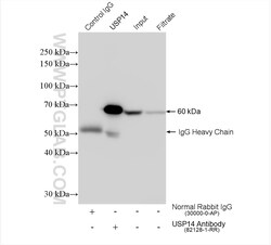 USP14 Rabbit Recombinant Antibody, Proteintech:Antibodies:Primary Antibodies
