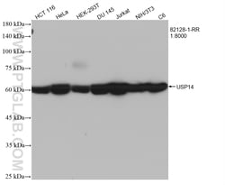 USP14 Rabbit Recombinant Antibody, Proteintech:Antibodies:Primary Antibodies