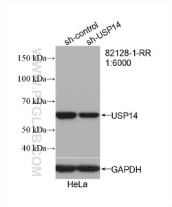 USP14 Rabbit Recombinant Antibody, Proteintech
