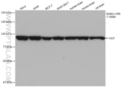 VCP Rabbit Recombinant Antibody, Proteintech Unconjugated; 20 &mu;L:Antibodies,