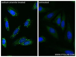 YTHDF2 Rabbit Recombinant Antibody, Proteintech Unconjugated; 20 &mu;L:Antibodies,