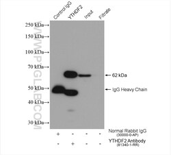 YTHDF2 Rabbit Recombinant Antibody, Proteintech Unconjugated; 20 &mu;L:Antibodies,