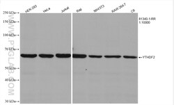 YTHDF2 Rabbit Recombinant Antibody, Proteintech Unconjugated; 20 &mu;L:Antibodies,