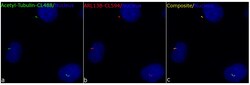 CoraLite Plus 488-conjugated Acetyl-Tubulin (Lys40) Mouse Monoclonal Antibody,