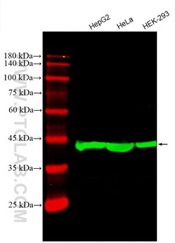 CoraLite Plus 488-conjugated Beta Actin Mouse Monoclonal Antibody, Proteintech