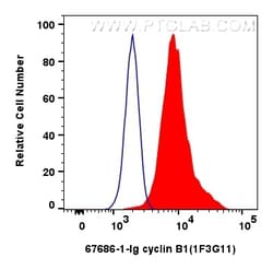 cyclin B1 Mouse Monoclonal Antibody, Proteintech Unconjugated; 20 &mu;L:Antibodies,