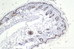 cyclin B1 Mouse Monoclonal Antibody, Proteintech Unconjugated; 20 &mu;L:Antibodies,