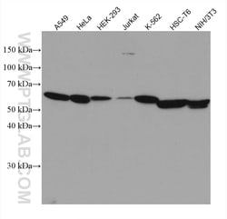 cyclin B1 Mouse Monoclonal Antibody, Proteintech Unconjugated; 20 &mu;L:Antibodies,