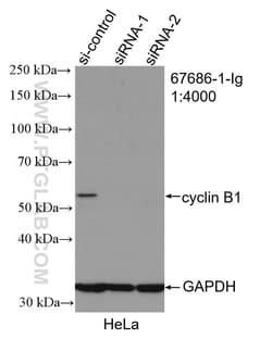 cyclin B1 Mouse Monoclonal Antibody, Proteintech Unconjugated; 20 &mu;L:Antibodies,