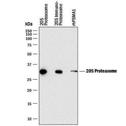 Human 20S Proteasome Antibody, R D Systems:Antibodies:Primary Antibodies