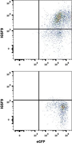 Mouse IGSF9 Antibody, R D Systems 100 μg; Unconjugated:Antibodies, Monoclonal
