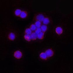 Human 2B4/CD244/SLAMF4 Antibody, R D Systems:Antibodies:Primary Antibodies