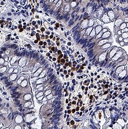 Human 4-1BB Ligand/TNFSF9 Antibody, R D Systems 100 &mu;g; Unconjugated:Antibodies,