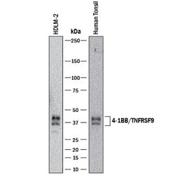 Human 4-1BB/TNFRSF9/CD137 Antibody, R D Systems 100 &mu;g | Buy Online | R&D Systems | Fisher Scientific