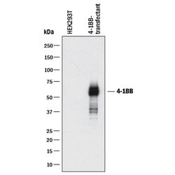Human 4-1BB/TNFRSF9/CD137 Antibody, R D Systems 100&mu;g; Unlabeled:Antibodies,