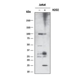 PAR/pADPr Antibody, R D Systems 100&mu;L:Antibodies, Polyclonal