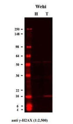 Human/Mouse Phospho- Histone H2AX (S139) Antibody, R D Systems 100&mu;L:Antibodies