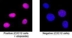 Human/Mouse Phospho- Histone H2AX (S139) Antibody, R D Systems 100&mu;L:Antibodies