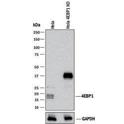Human/Mouse 4EBP1 Antibody, R D Systems 100&mu;g; Unlabeled:Antibodies,
