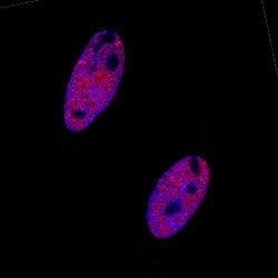 Human 53BP1 Antibody, R D Systems 25&mu;g; Unlabeled:Antibodies, Monoclonal