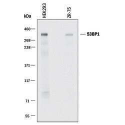 Human 53BP1 Antibody, R D Systems 25&mu;g; Unlabeled:Antibodies, Monoclonal
