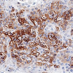 Human 5'-Nucleotidase/CD73 Antibody, R D Systems 100&mu;g; Unlabeled:Antibodies,