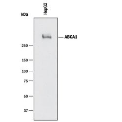 Human ABCA1 Antibody, R D Systems 25&mu;g; Unlabeled:Antibodies, Monoclonal