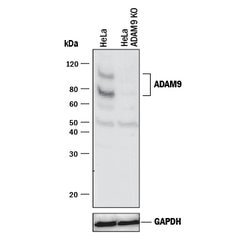 Human/Mouse ADAM9 Ectodomain Antibody, R D Systems 100 &mu;g | Buy Online | R&D Systems | Fisher Scientific