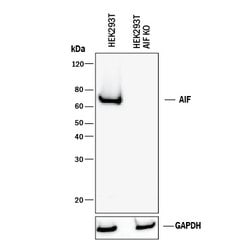 Human/Mouse/Rat AIF Antibody, R D Systems 25&mu;g; Unlabeled:Antibodies,