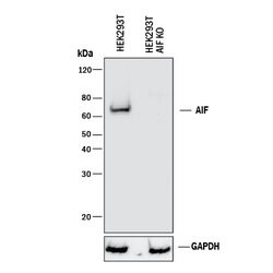Human/Mouse/Rat AIF Antibody, R D Systems 100&mu;g; Unlabeled:Antibodies,