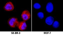 Human/Mouse/Rat ALDH2 Antibody, R D Systems:Antibodies:Primary Antibodies