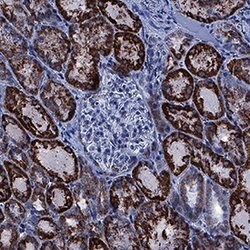 Human/Mouse/Rat ALDH2 Antibody, R D Systems:Antibodies:Primary Antibodies