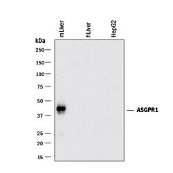 Mouse ASGR1/ASGPR1 Antibody, R D Systems 100 &mu;g | Buy Online | R&D Systems | Fisher Scientific