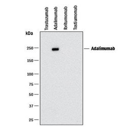 Anti- Adalimumab (Anti-Idiotype) Antibody, R D Systems 25&mu;g:Antibodies,