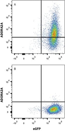 Human Adenosine A2aR Antibody, R D Systems 25 &mu;g; Unconjugated:Antibodies,