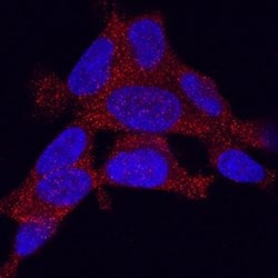 Human/Mouse Adropin Antibody, R D Systems 100&mu;g:Antibodies, Monoclonal