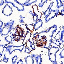 Human/Mouse Adropin Antibody, R D Systems 100&mu;g:Antibodies, Monoclonal