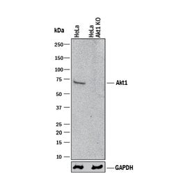 Human/Mouse/Rat Akt1 Antibody, R D Systems 25&mu;g; Unlabeled:Antibodies,