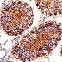 Human/Mouse/Rat Akt2 Antibody, R D Systems 25&mu;g; Unlabeled:Antibodies,