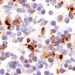 Human/Mouse/Rat Akt2 Antibody, R D Systems 25&mu;g; Unlabeled:Antibodies,