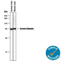 Human/Mouse Serum Albumin Antibody, R D Systems:Antibodies:Primary Antibodies
