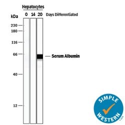 Human/Mouse Serum Albumin Antibody, R D Systems:Antibodies:Primary Antibodies