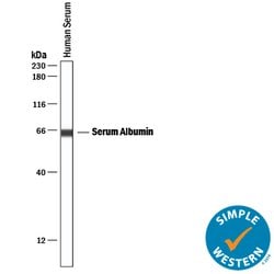 Human/Mouse Serum Albumin Antibody, R D Systems:Antibodies:Primary Antibodies