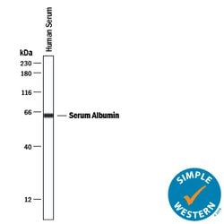 Human Serum Albumin Antibody, R D Systems 100ug; Unlabeled:Antibodies,