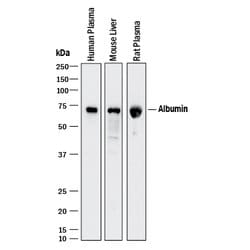 Human Serum Albumin Antibody, R D Systems 100ug; Unlabeled:Antibodies,