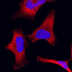 Human Aminopeptidase PILS/ARTS1 Antibody, R D Systems 25 &mu;g; Unconjugated:Antibodies,